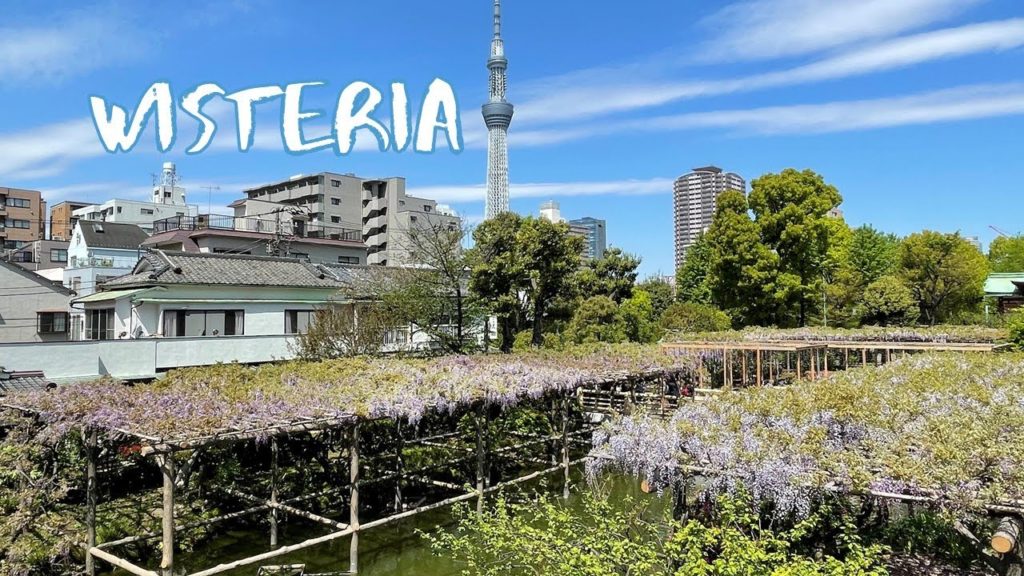 [Vlog] Kameido Tenjin Shrine with Wisteria | Tokyo Sightseeing, Japan