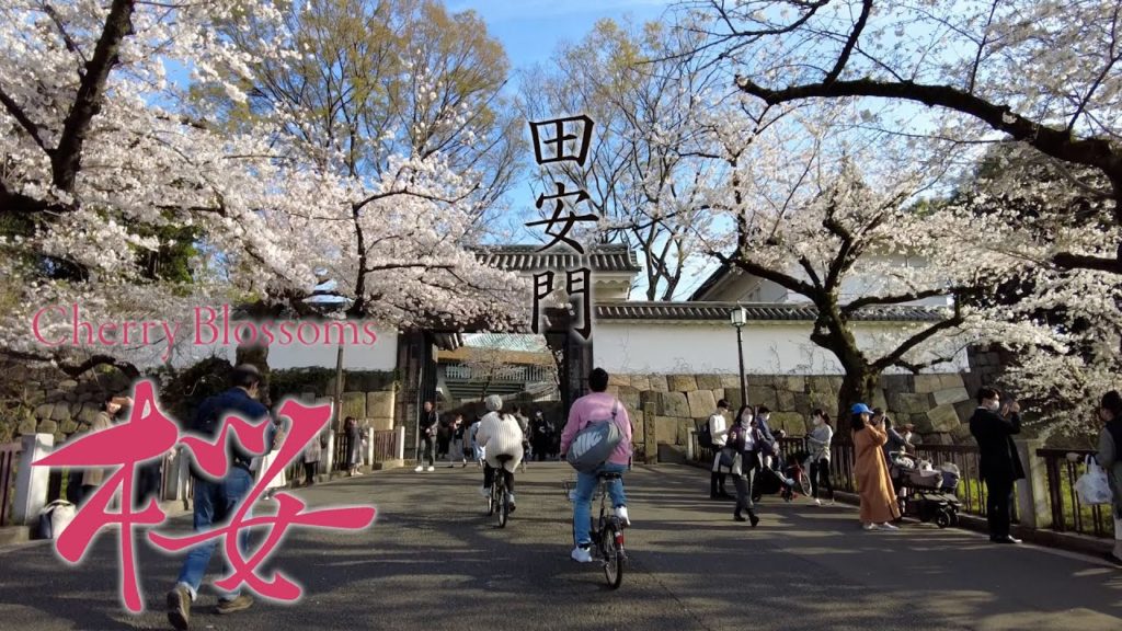 ［桜］Cherry blossoms in Tayasumon, Tokyo.(March 2021)［東京 田安門］