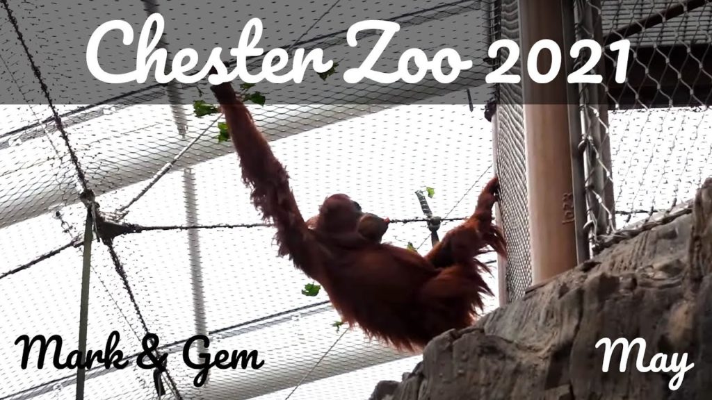 A Trip to Chester Zoo - May 2021 - Monsoon Forest & Binturong