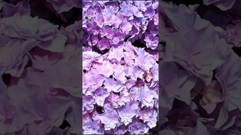 ロング動画あり あじさい色々1 Various hydrangeas #shorts / Japan / Online travel