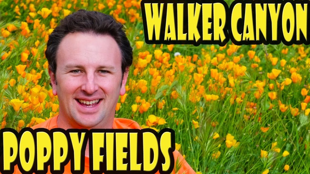 Walker Canyon Poppy Fields in Lake Elsinore - California Wildflowers