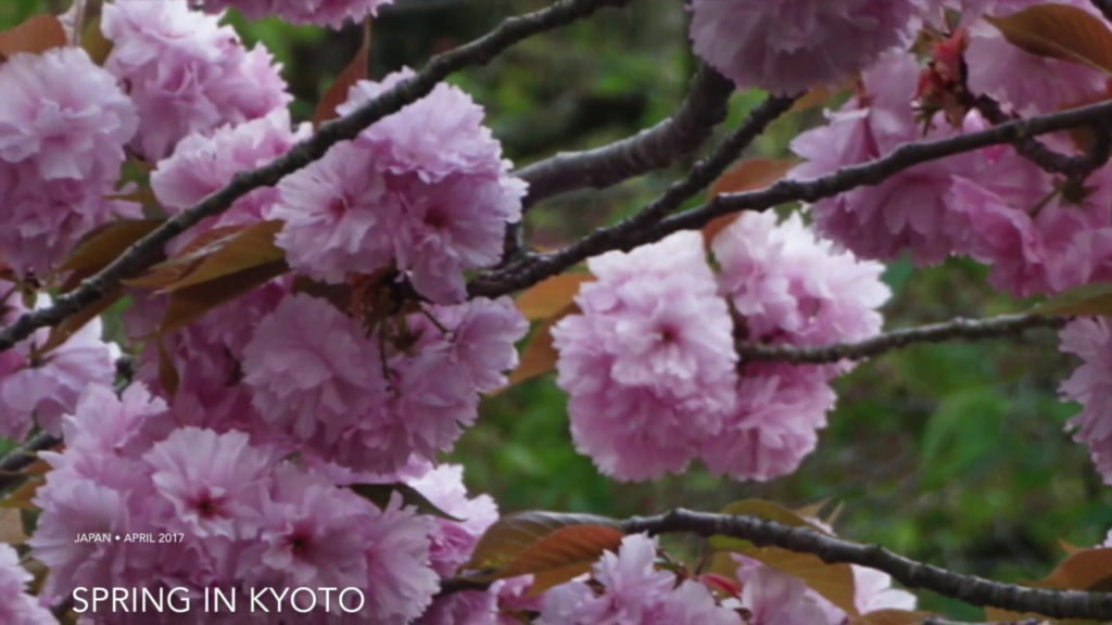 Kyoto Airbnb | Solo Travel in Japan