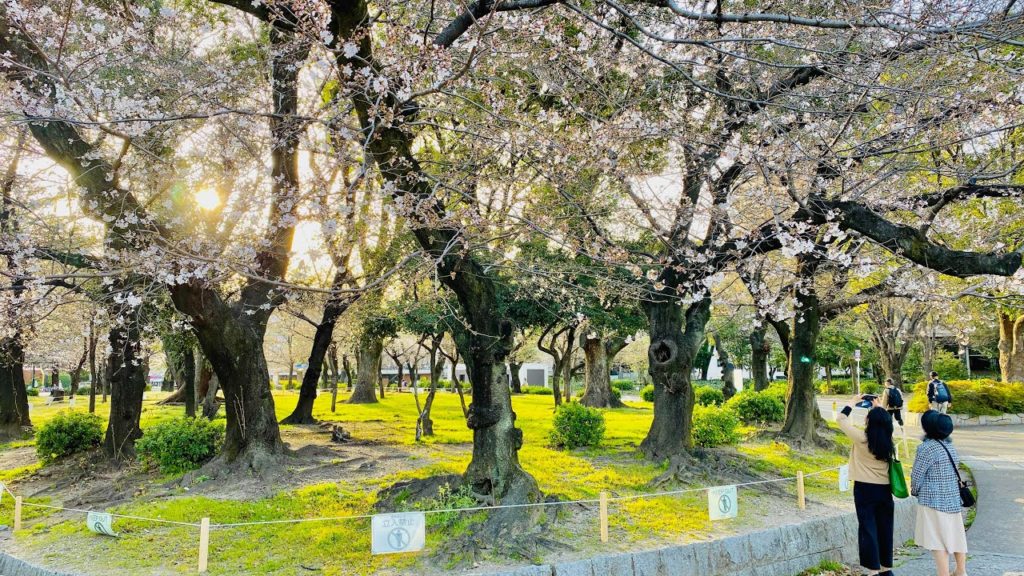 [4K] Japan Walking Tour - Beautiful Cherry Blossoms | Explore Tsuruma Park in Nagoya, Aichi