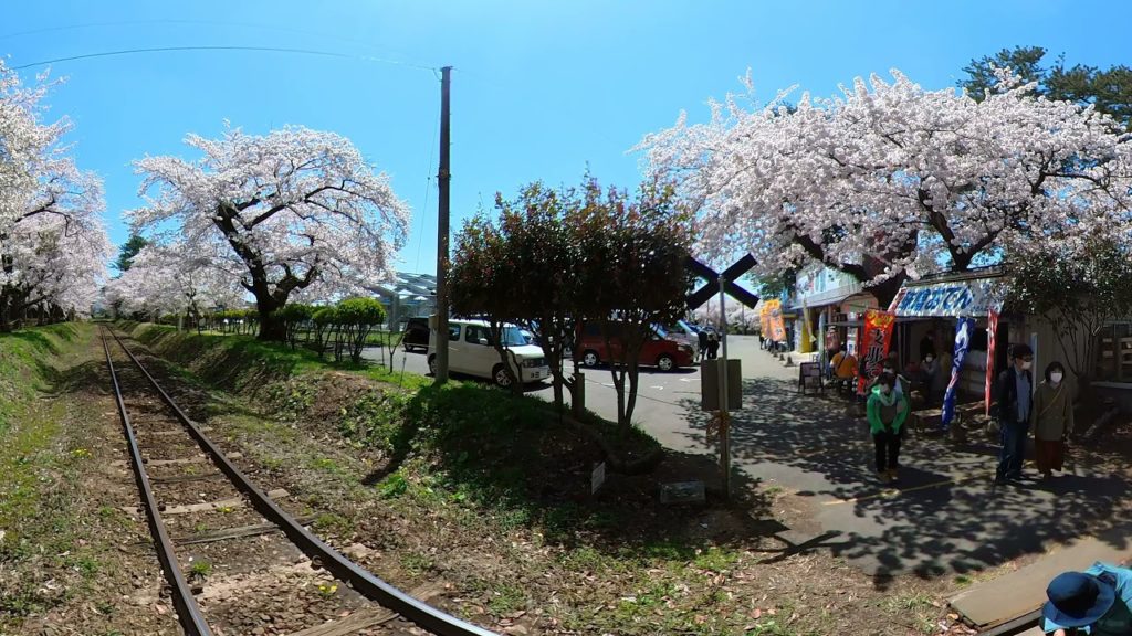 20210421　5K 360VIDEO 桜満開　 芦野公園　青森　SAKURA Cherry blossoms at ASHINO park AOMORI