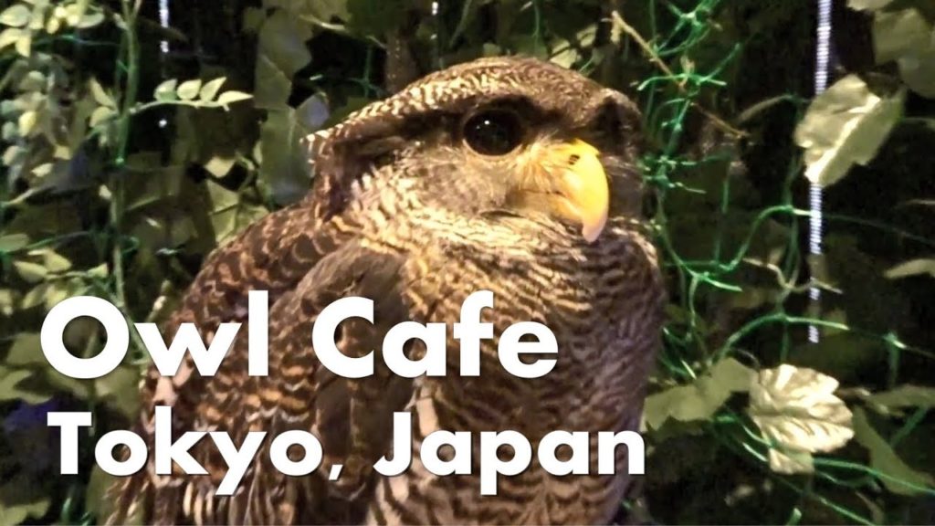 Owl Cafe – Tokyo, Japan | Japan with Kids Owl Cafe - Tokyo, Japan | Japan with Kids
