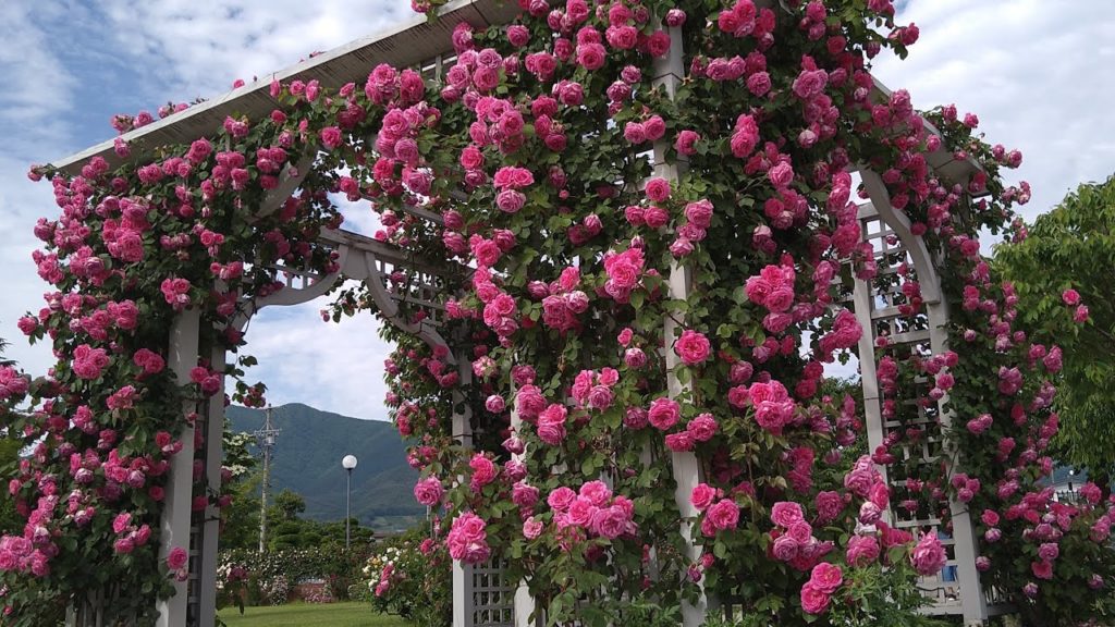 Shinshu Nakano Rose Festival 2021 Ippongi Park (Nakano City, Nagano Prefecture)【4K Walking Around】