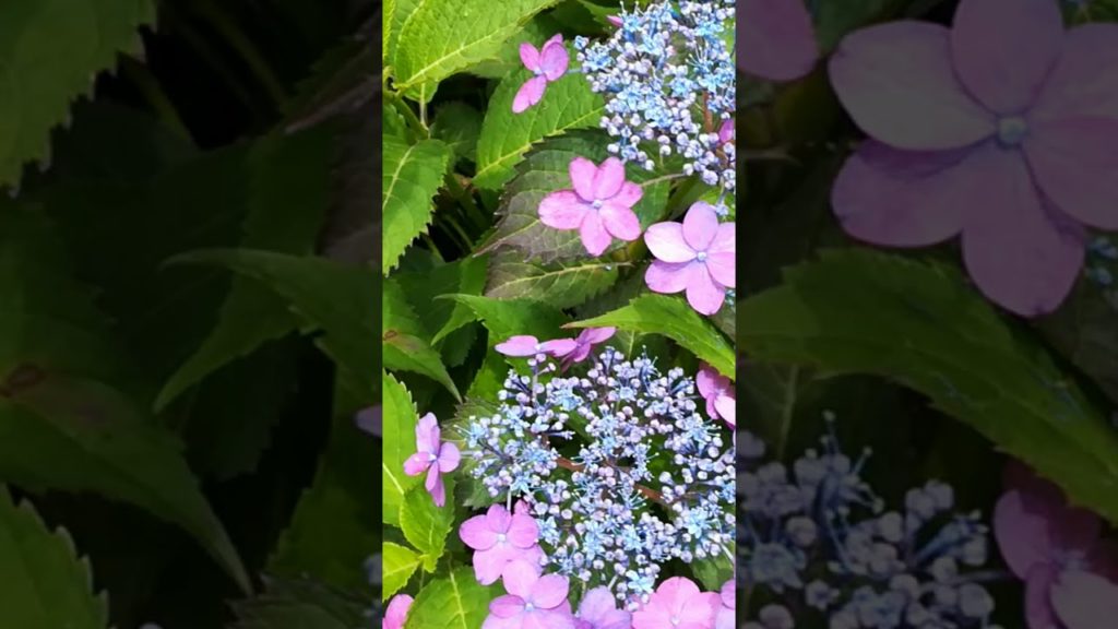 ロング動画あり あじさい色々2 Various hydrangeas2 #shorts / Japan / Online travel