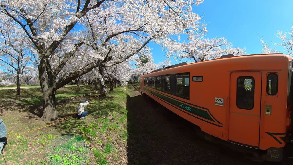 20210421　5K 360VIDEO 桜満開　 芦野公園　青森　SAKURA Cherry blossoms at ASHINO park AOMORI-5