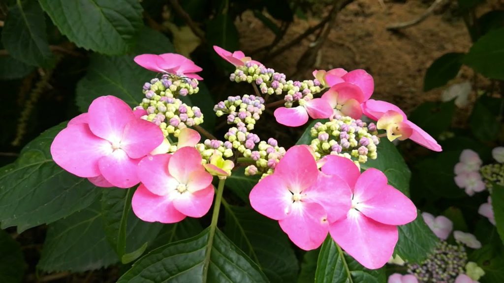 住心院のあじさい（岡山県倉敷市）Hydrangeas at the Jushinin / Japan / Online travel