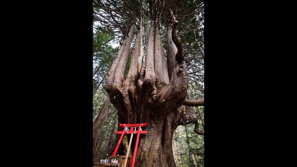 JG☆☆8K HDR 青森 深い森の神宿る巨木 十二本ヤス Aomori, Junihonyasu, Deep Forest Spiritual Tree