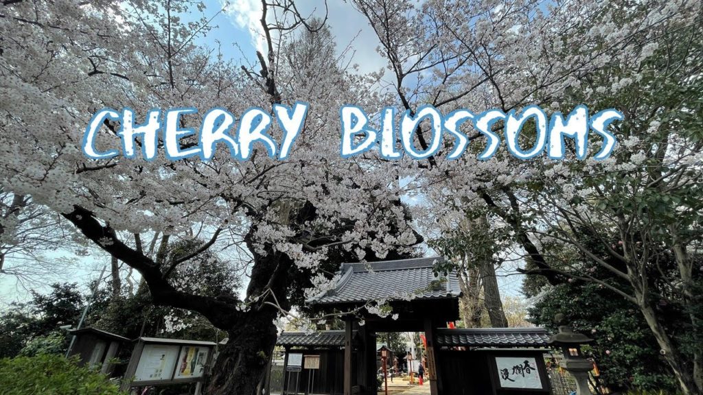 [Vlog] Todoroki Fudoson Temple with Cherry Blossoms | Tokyo Sightseeing, Japan