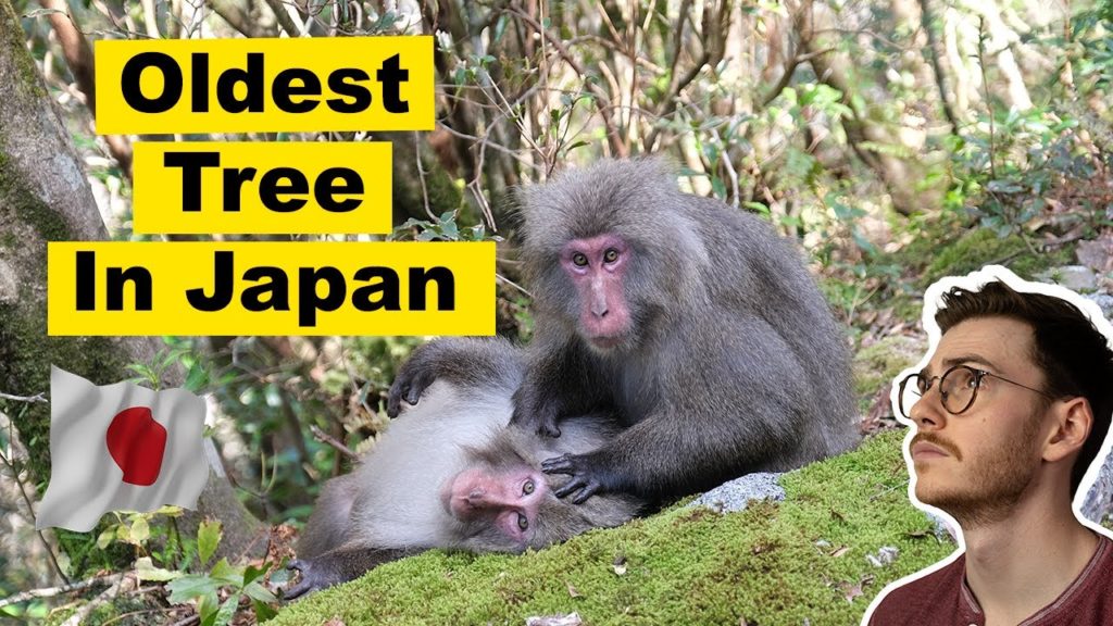 Oldest Tree in Japan (7,000 years old!) in 2021