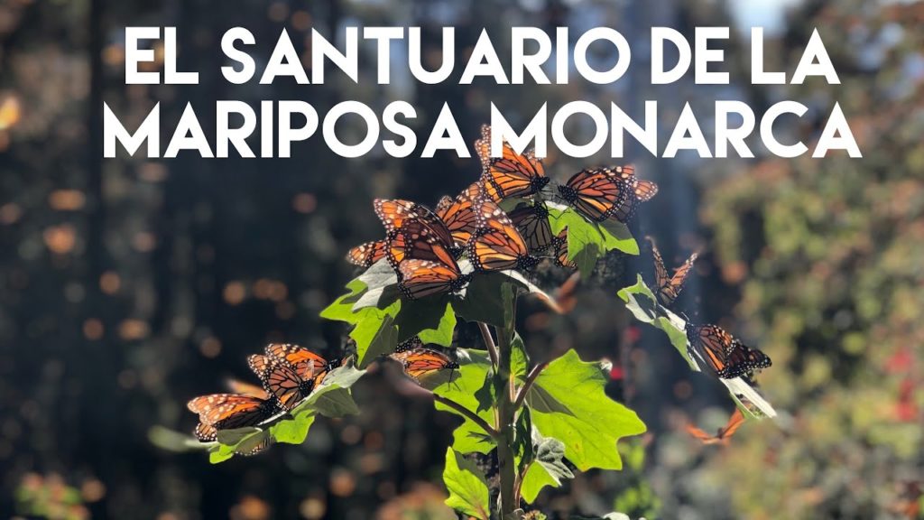El fascinante Santuario de las Mariposas Monarcas - El Rosario, Michoacán; México