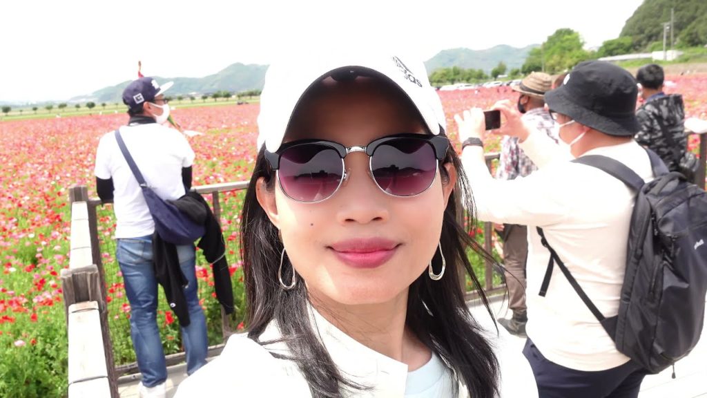 #4K #Poppy Flower Field #90 Percentages Blooming # Kasaoka #Okayama #Japan