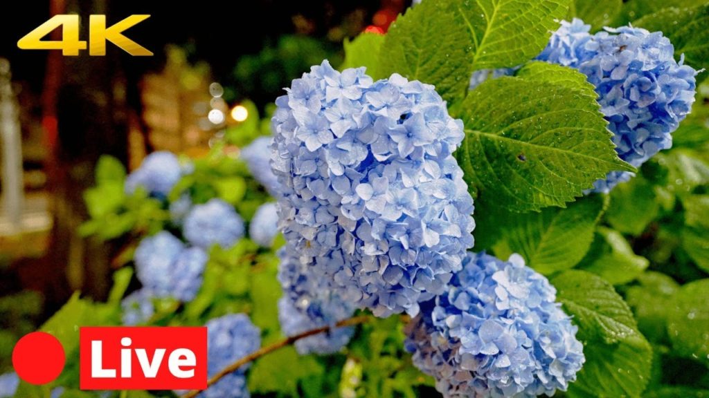 TOKYO LIVE 4K – Summer Flowers – Ajisai TOKYO LIVE 4K - Summer Flowers - Ajisai