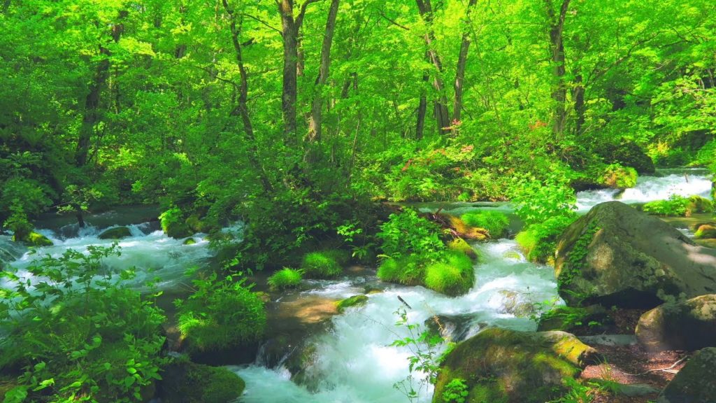 4K映像 清涼爽快「新緑の奥入瀬渓流 阿修羅の流れ」8K撮影 青森県十和田市 森林浴 自然音 絶景癒し  清流せせらぎ Japan Oirase Fresh Green Nature Relax