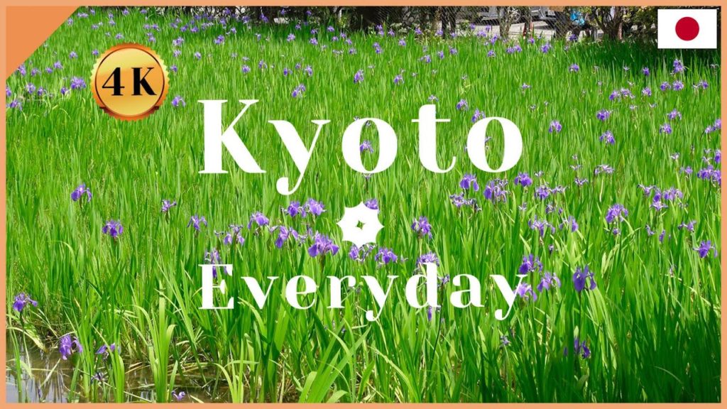 [KYOTO Japan Vlog-4/27/2021]Rabbit ear Irises at O-ta Jinja Shrine again!