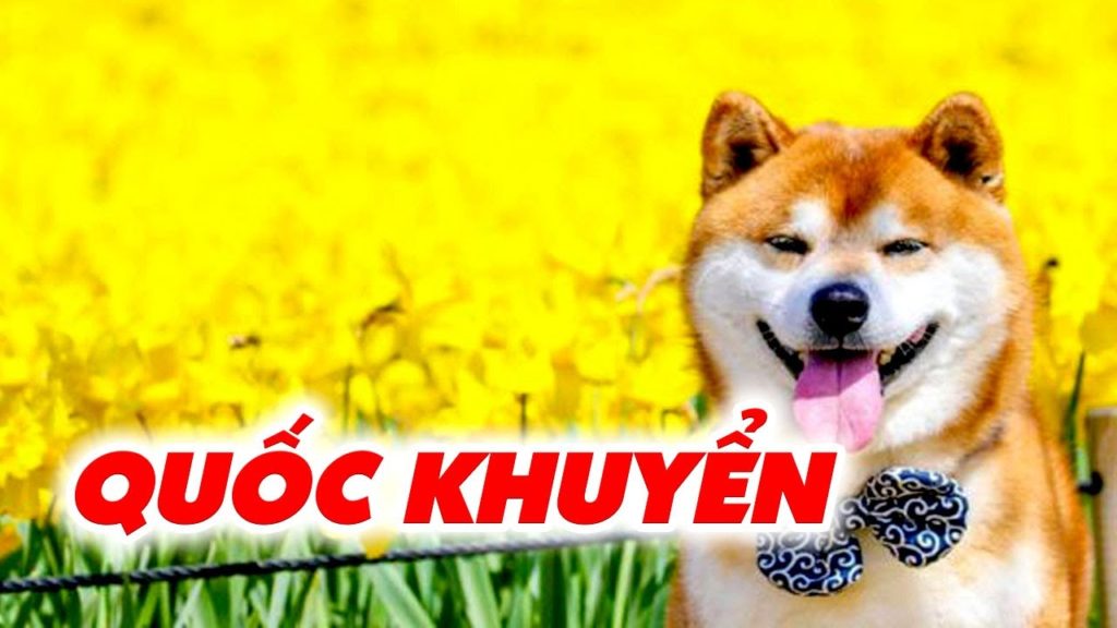Quốc khuyển Nhật Bản nghệ thuật múa Bon tại Akita | Japan Travel Channel