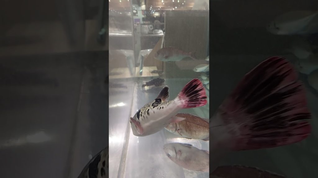 [KYOTO Japan Vlog-6/15/2021] Life of Fish #shorts