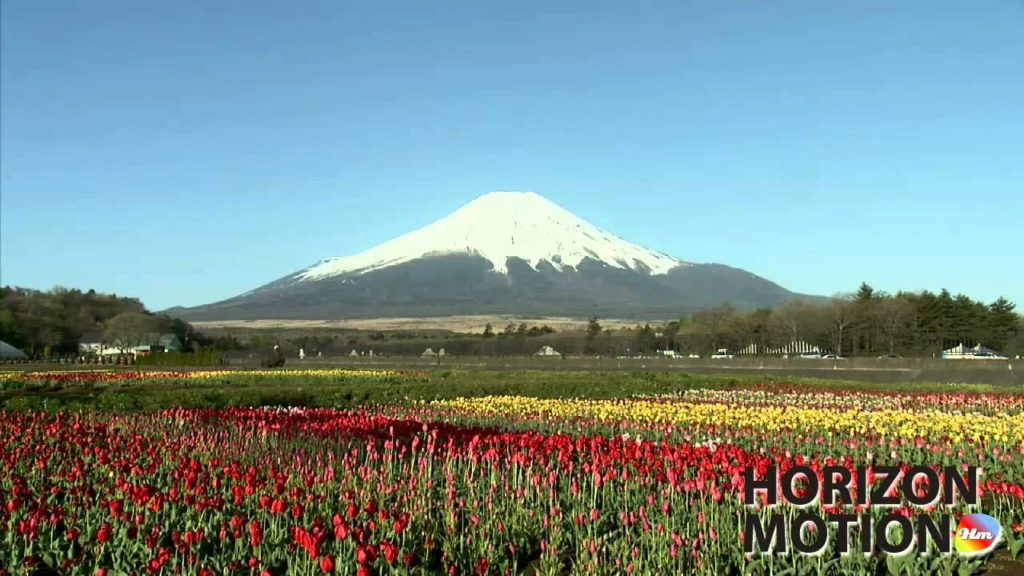 FULL HD 1080P 日本 富士山 Mt.Fuji ,Yamanakako , Japan 山頂 積雪 花園 花 植物 aq0000530 FULL HD 1080P 日本 富士山 Mt.Fuji ,Yamanakako , Japan 山頂 積雪 花園 花 植物 aq0000530