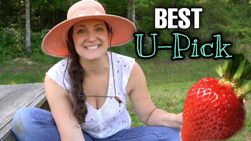 Mercier Orchards Strawberry picking in Blueridge Georgia