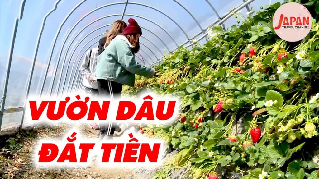 Khám phá vườn trái cây tại Đảo Taketomi trái dâu đắt nhất thế giới | Japan Travel Channel