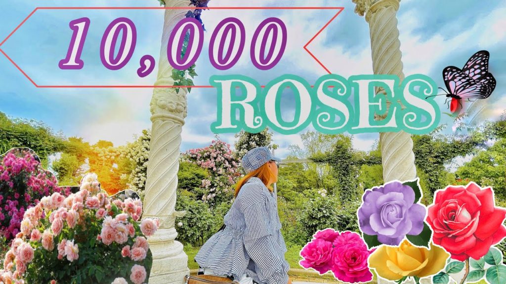 LARGEST ROSE GARDEN IN JAPAN 2021 | Keisei Rose garden 京成バラ園