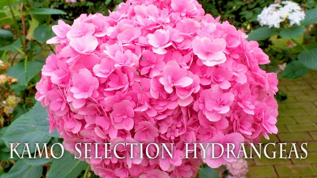 Kamo Selection Hydrangeas at Fuji Kachoen Garden Park. 加茂セレクション  #4K  #富士花鳥園