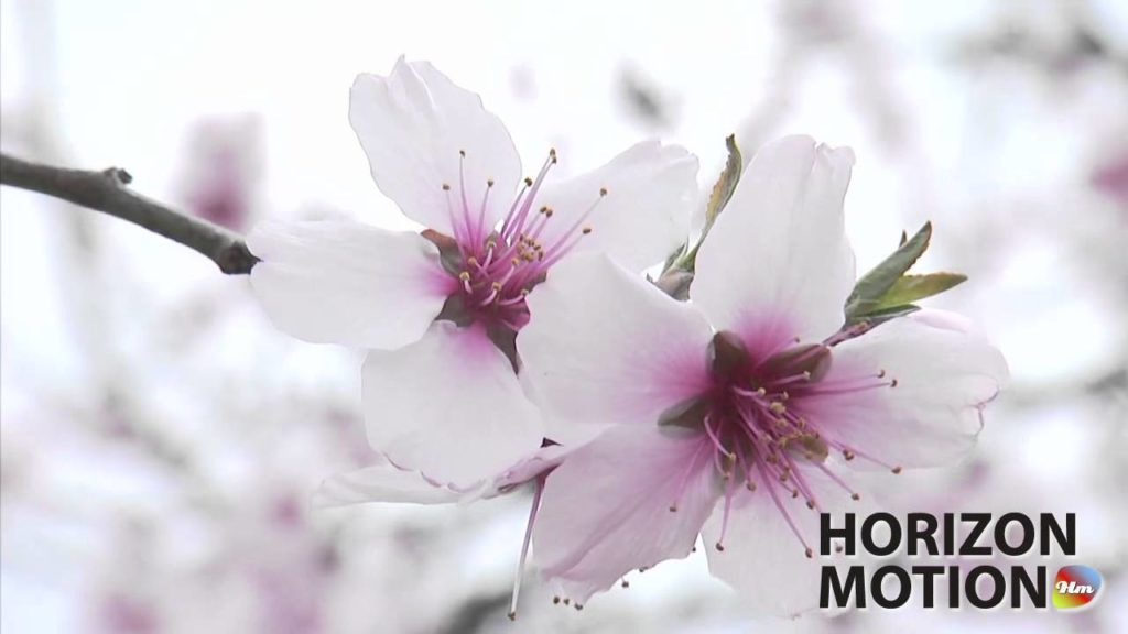 FULL HD 1080P  美的因 日本 山梨 Yamanashi , Japan 櫻花 花 植物 特寫 SAKURA aq0000464