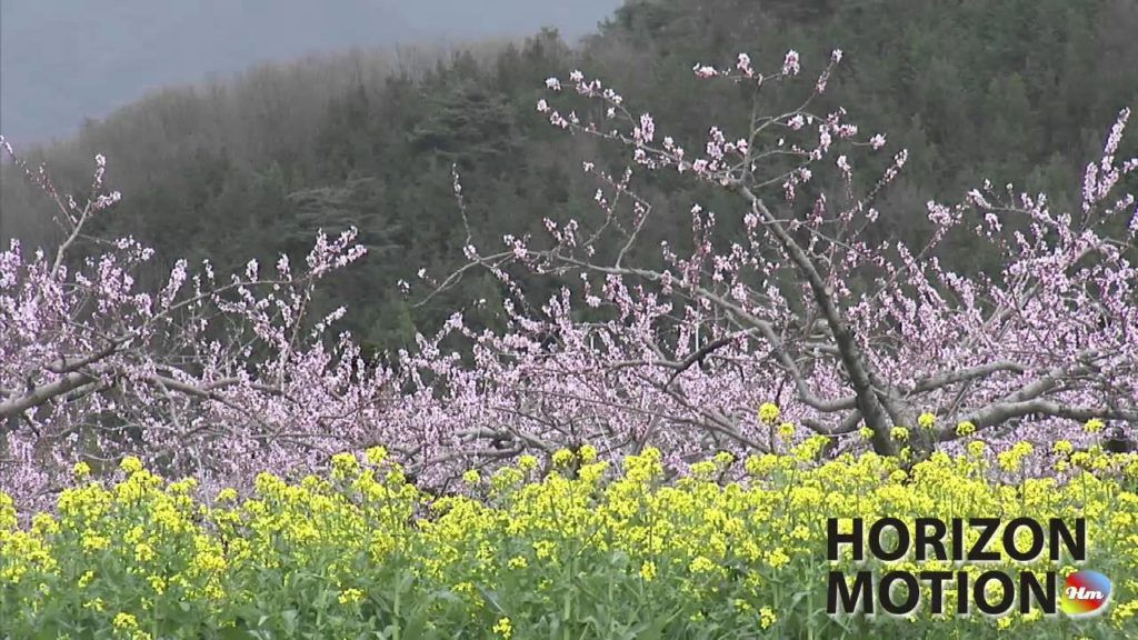 FULL HD 1080P 美的因 日本 山梨 Yamanashi , Japan 櫻花 花 植物 SAKURA aq0000473 FULL HD 1080P 美的因 日本 山梨 Yamanashi , Japan 櫻花 花 植物 SAKURA aq0000473