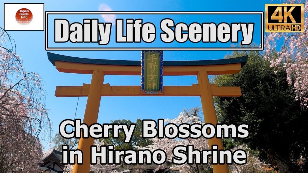 "Cherry Blossoms in Hirano Shrine"  Daily Life Scenery【4K】平野神社の桜