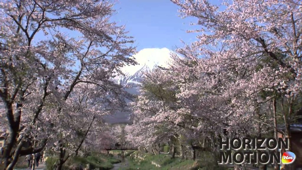 FULL HD 1080P 美的因 日本 富士山 Mt.Fuji Japan 春 山頂 櫻花 花 積雪 樹 aq0000573 FULL HD 1080P 美的因 日本 富士山 Mt.Fuji Japan 春 山頂 櫻花 花 積雪 樹 aq0000573