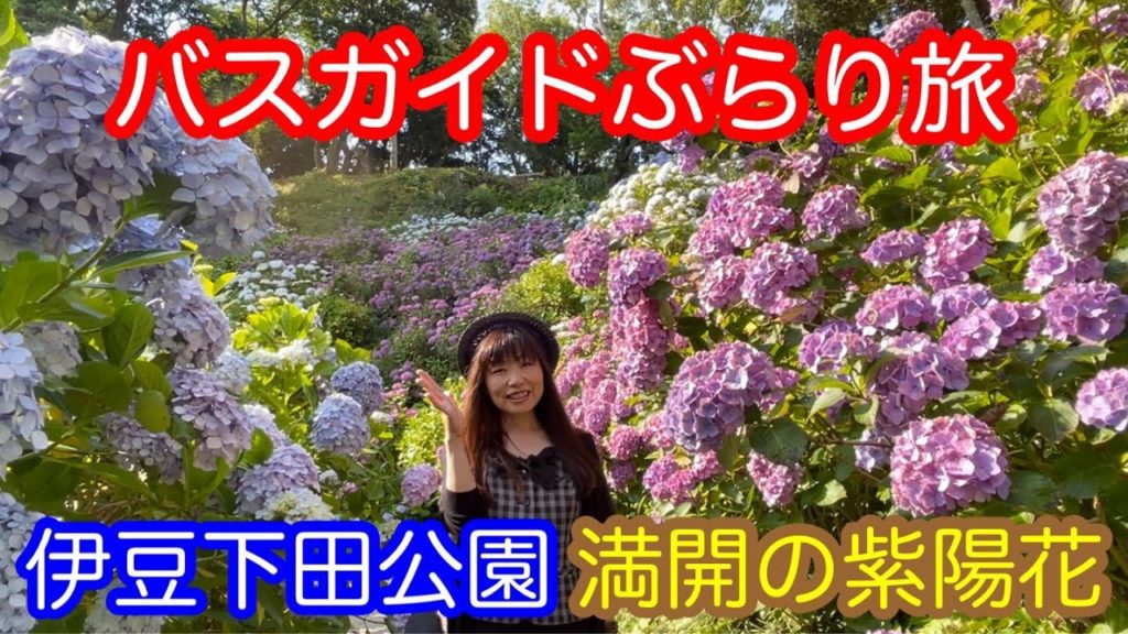 バスガイドぶらり旅 伊豆下田公園 満開の紫陽花 バスガイドぶらり旅 伊豆下田公園 満開の紫陽花