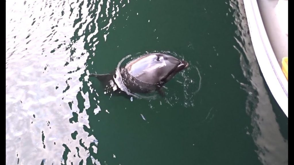 Japan travel 2016 - Kagoshima - Lazy Dolphin