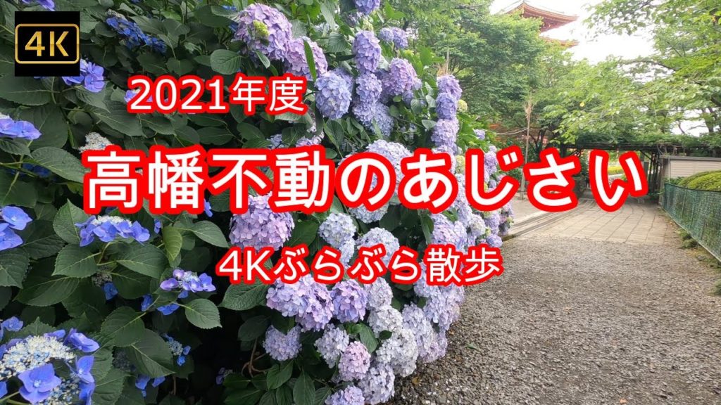 4K【2021高幡不動あじさい】ぶらぶら散歩【hydrangea】【紫陽花】【アジサイ】