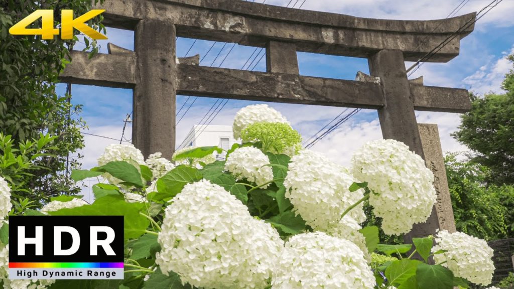 【4K HDR】Rainy Season Flowers in Full Bloom in Tokyo Shrine
