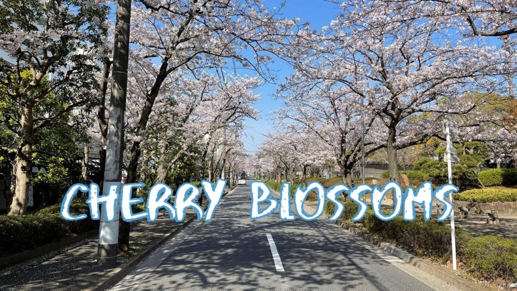 [Vlog] Cycling in Sakura Street (Edogawa-ku) with Cherry Blossoms | Tokyo Sightseeing, Japan