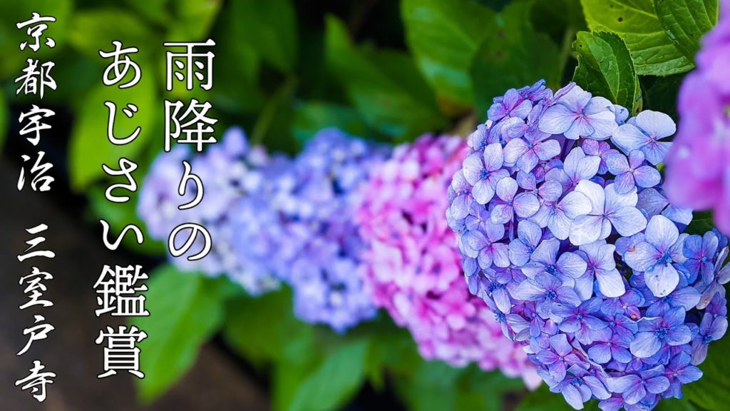 【幻のあじさい】京都宇治の三室戸寺にあじさいを見に雨の中行ってきました。幻の花の七段花(シチダンカ)も探してみました。ハート型のあじさいは発見できず…蓮園で先咲きの花を発見!/hydrangea紫陽花 【幻のあじさい】京都宇治の三室戸寺にあじさいを見に雨の中行ってきました。幻の花の七段花(シチダンカ)も探してみました。ハート型のあじさいは発見できず…蓮園で先咲きの花を発見!/hydrangea紫陽花