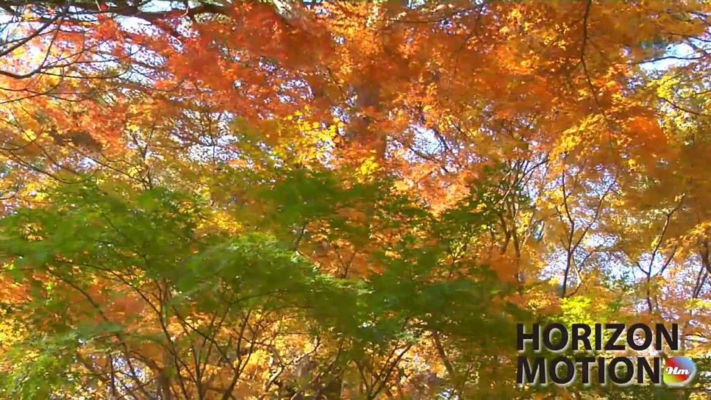 HR0001 美的因 日本 楓葉 楓紅 詩意 情境 full hd HR0001 美的因 日本 楓葉 楓紅 詩意 情境 full hd