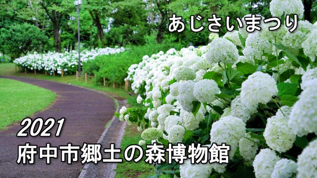 2021.06.17 郷土の森あじさいまつり / 府中市郷土の森博物館 [4K] #Hydrangea #Tokyo