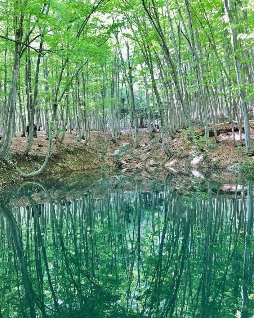 Replicating a flawless beech tree forest

The fittingly named Bijinbayashi (fore...