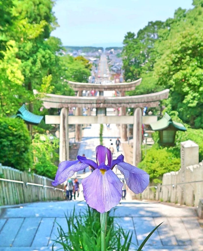 Hydrangeas get a lot of love during Japan's rainy season, but don't forget about...