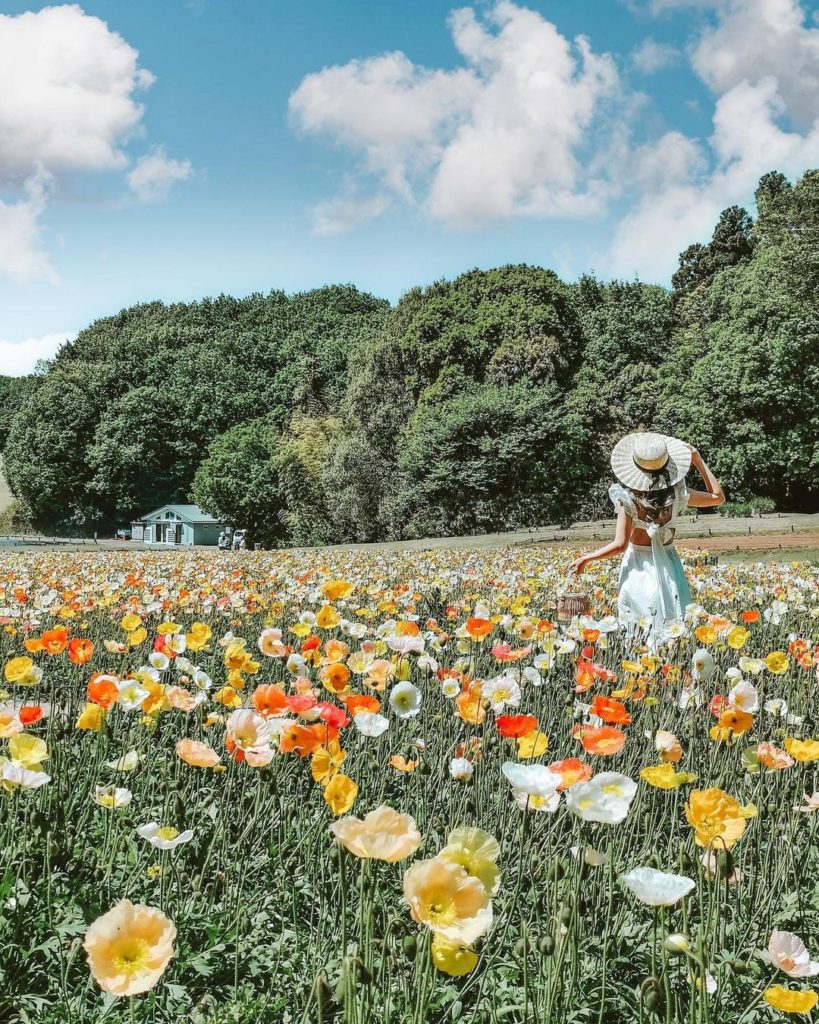 Visit Japan: Early April to early May is poppy season at Shinrin-Koen Park, just outside Toky… Early April to early May is poppy season at Shinrin-Koen Park, just outside Toky...