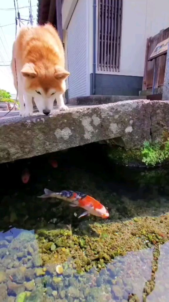 So fresh and so clean!  Nagasaki's Shimabara City is known as the city of swimmi...