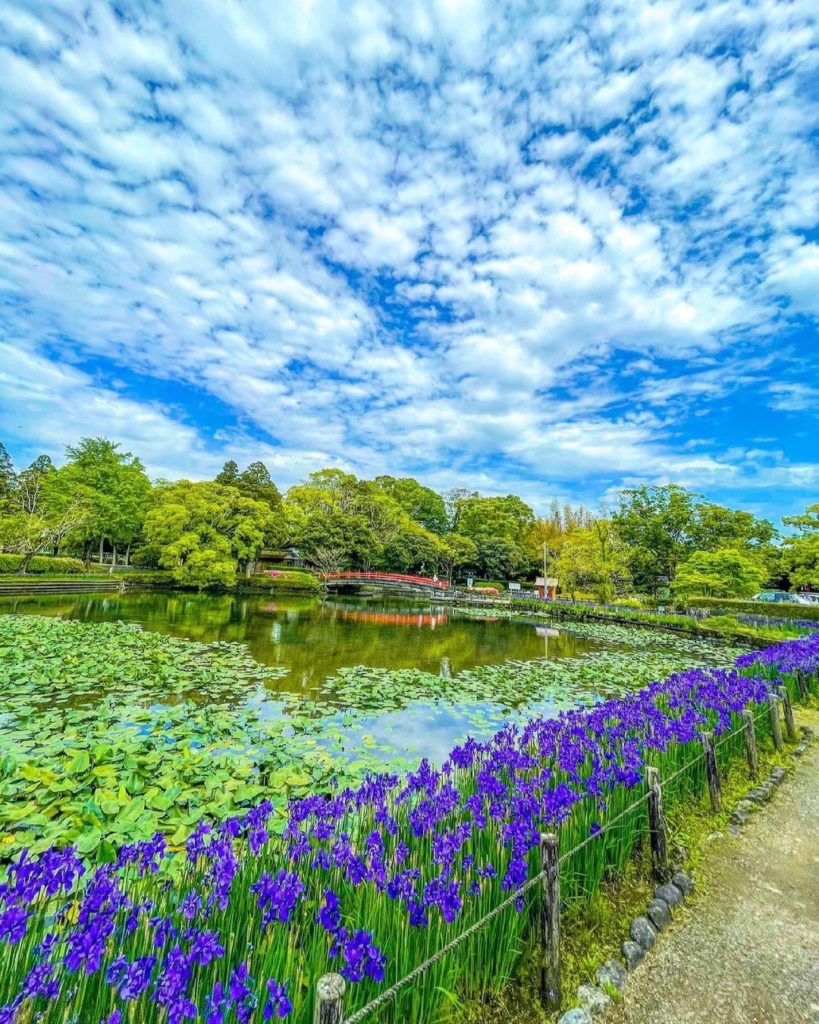 The beautiful flowers of early summer
Around June of each year, an incredible 42...