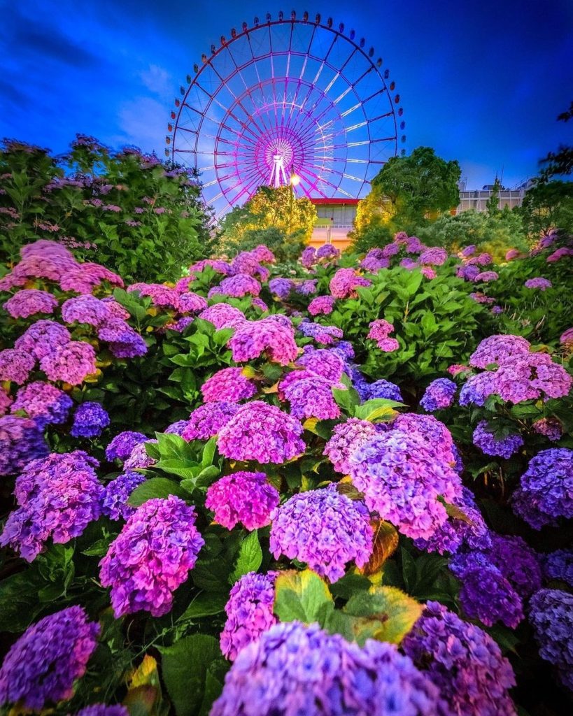 Loving the colors of early summer 
: @traveler_sui
-----⁣⠀
Mizunohiroba Park, #T...