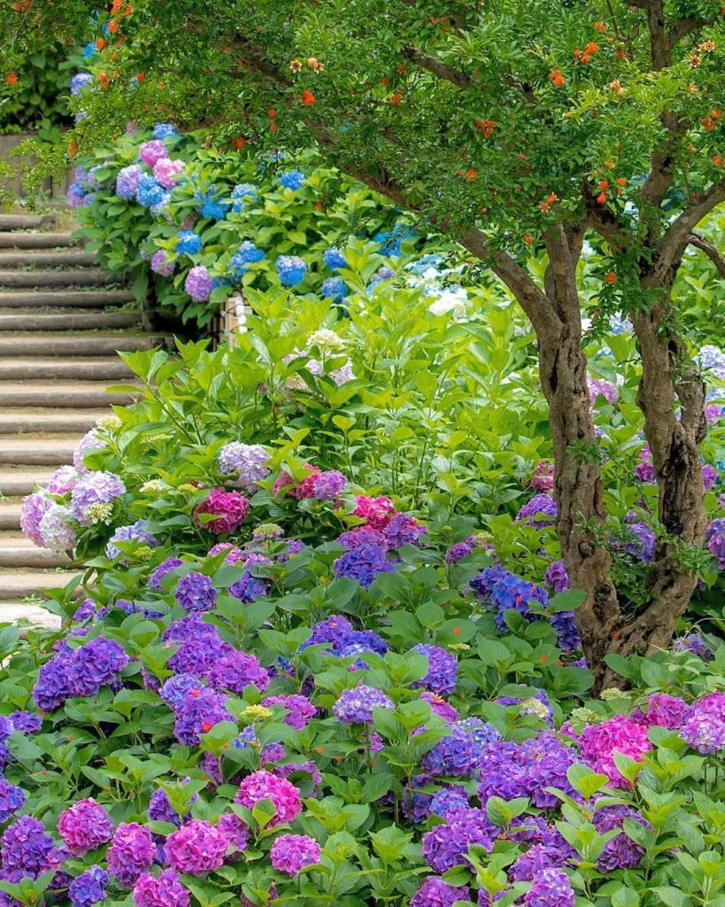 The hidden Ajisai (hydrangea) hideout
Osaka Prefecture may be known for its deli...