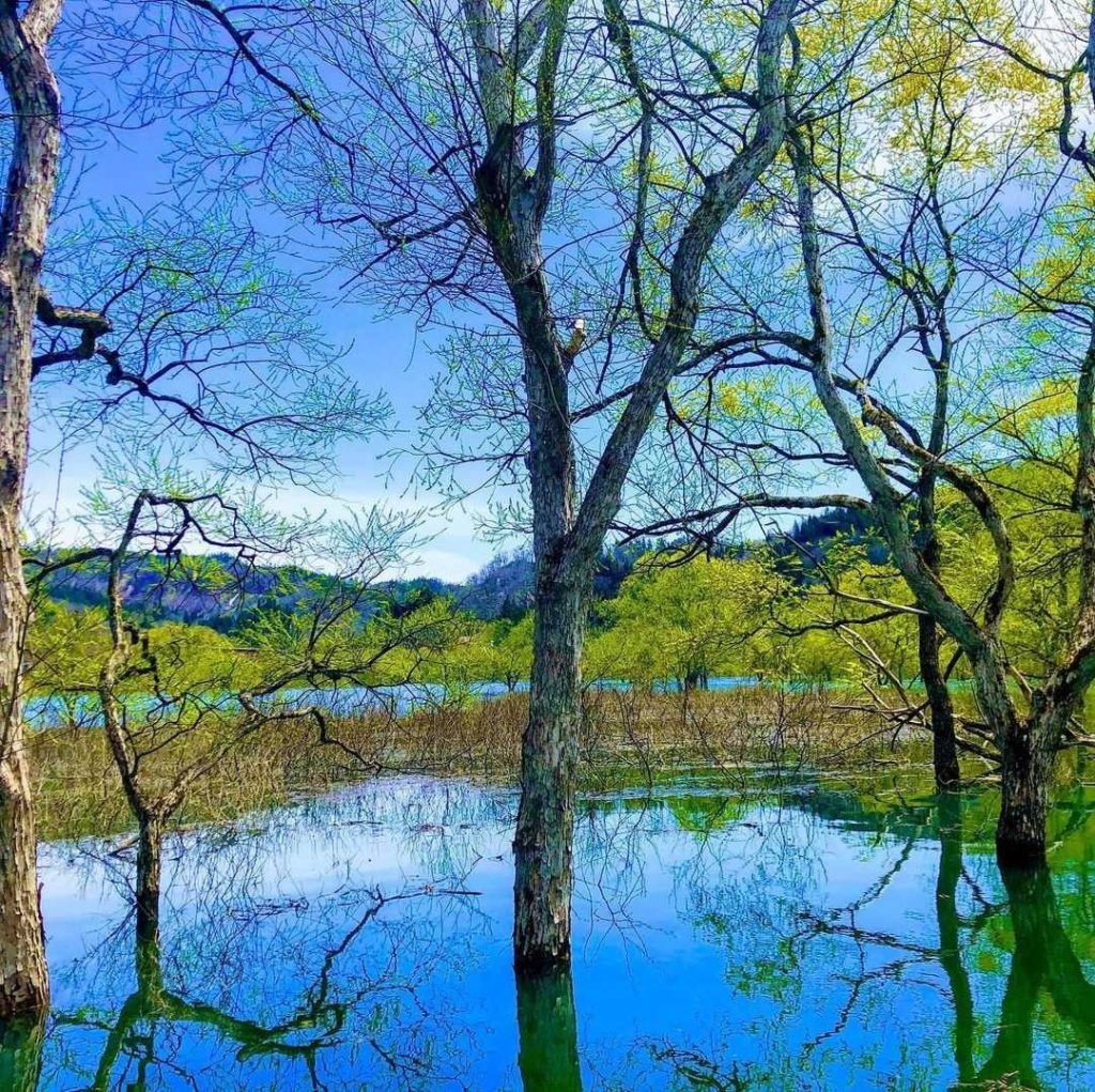 Visit Japan: A truly limited time scene
This astonishing view of submerged trees at Shirakawa… A truly limited time scene
This astonishing view of submerged trees at Shirakawa...