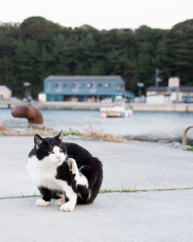 Tashirojima Island is a cat-lover's paradise located just off the coast of Miyag...