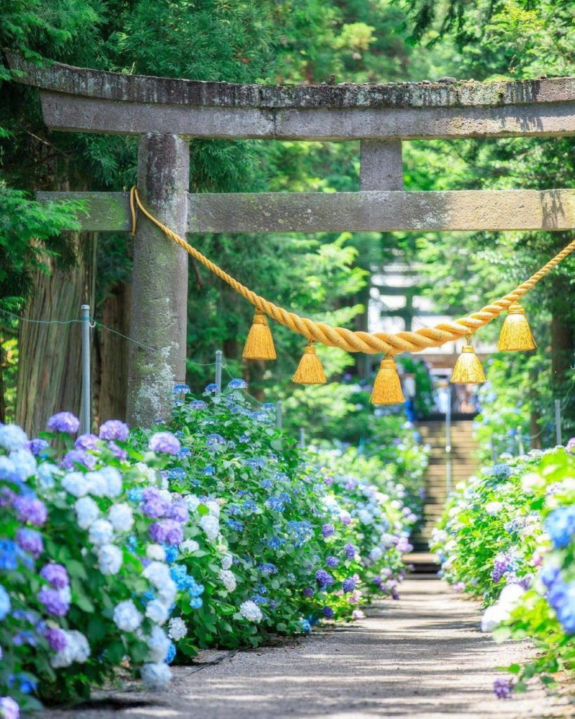 Tochigi's Isoyama Shrine is an absolute delight if you're looking for hydrangeas...
